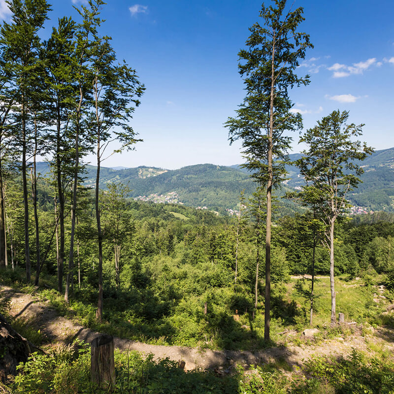 A forested trail winding across a mountain.