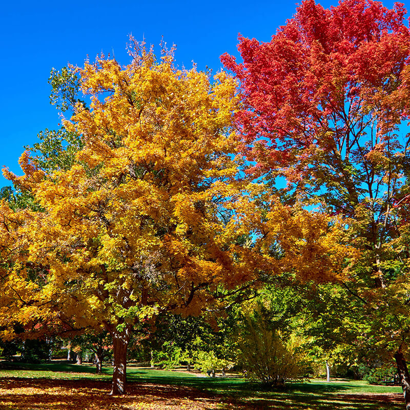 Fall trees at a park.