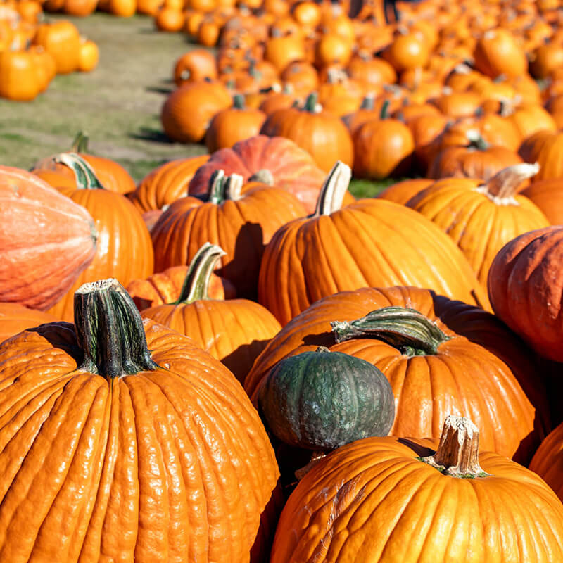 A pumpkin patch.