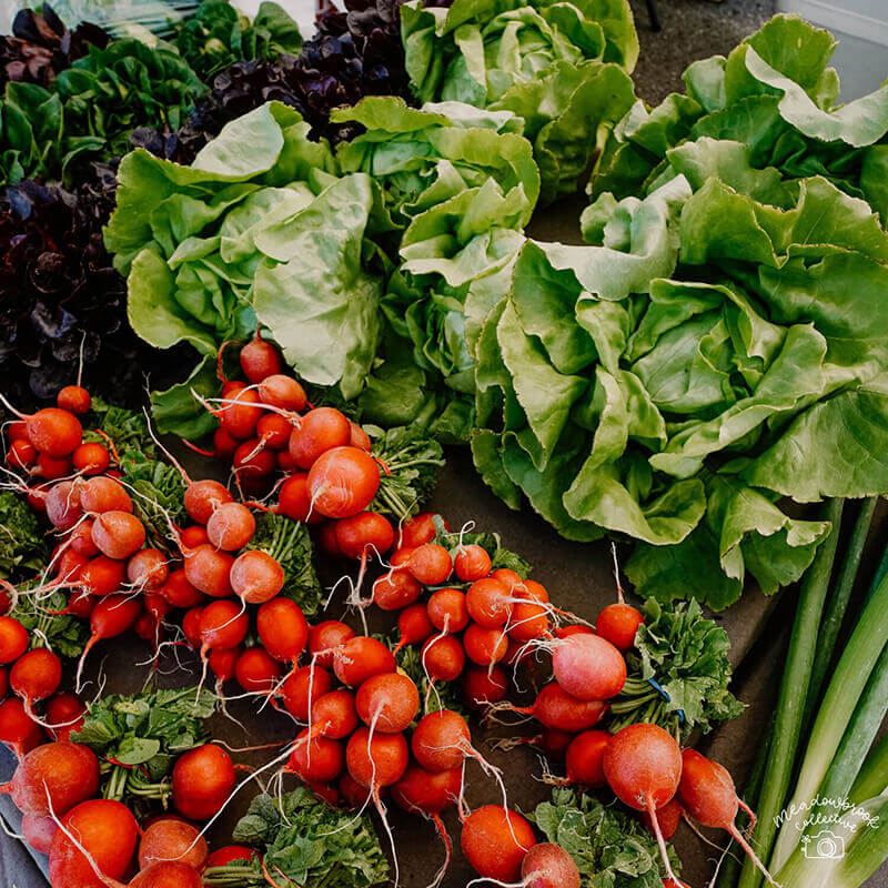 Radishes and lettuce at an outdoor Farmers Market.