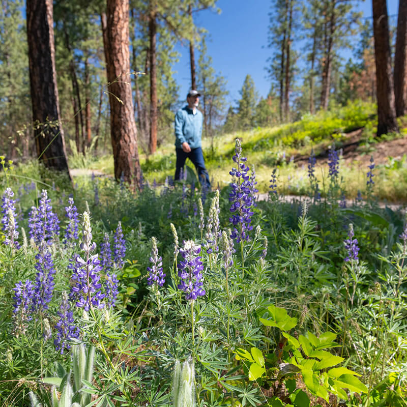 A man walking on a beautiful forest trail with lilac flowers.