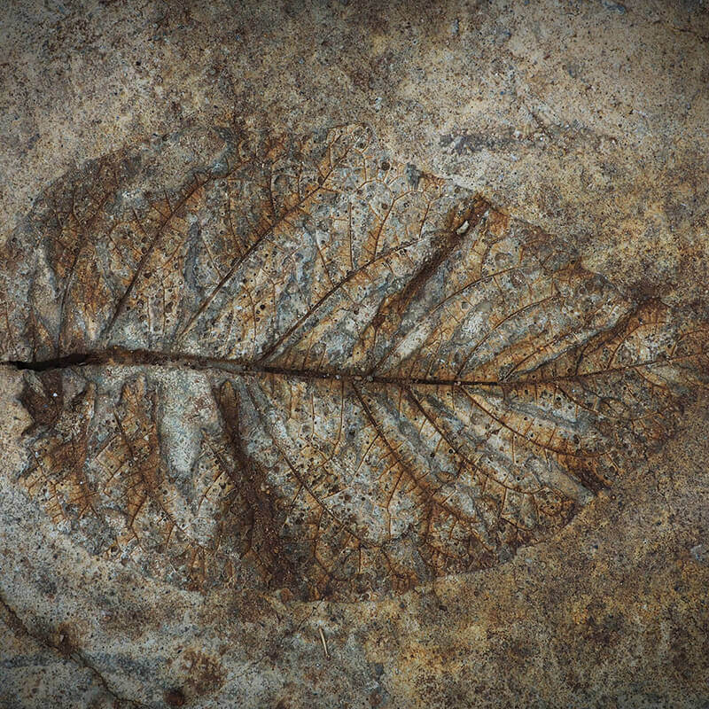 A fossilized leaf memorialized in stone.